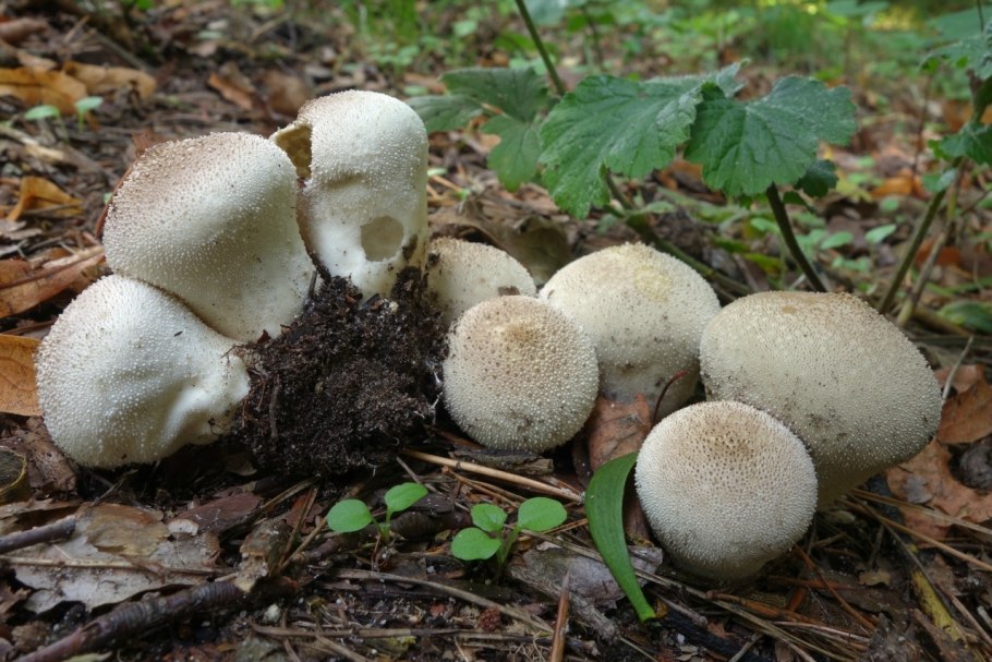 Дождевик грушевидный Lycoperdon pyriforme