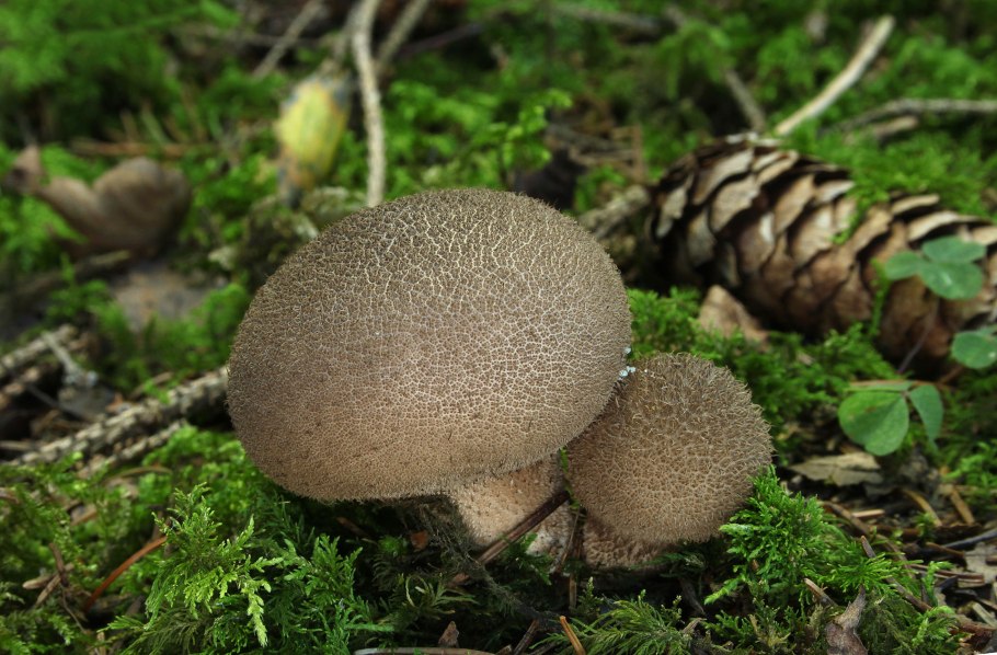 Грибы дождевик (Lycoperdon pyriforme)