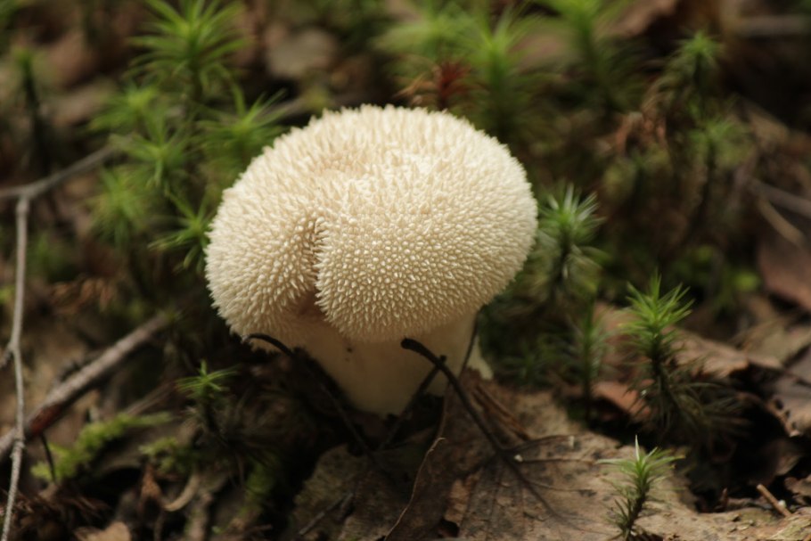 Дождевик гриб Крымский