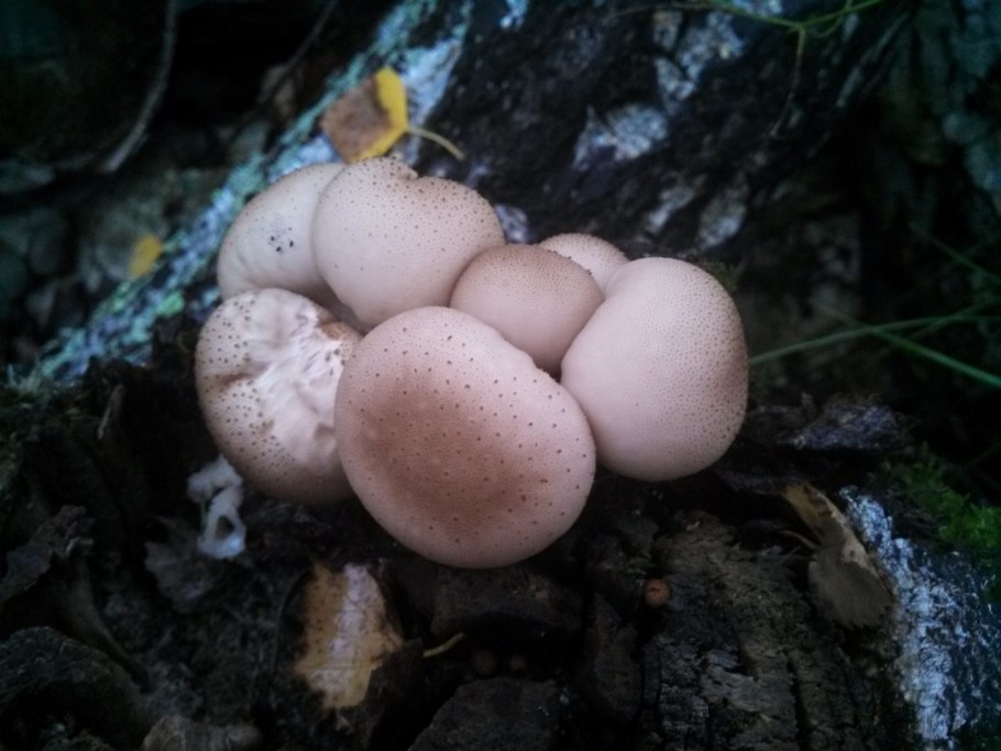 Круглые грибы на пнях