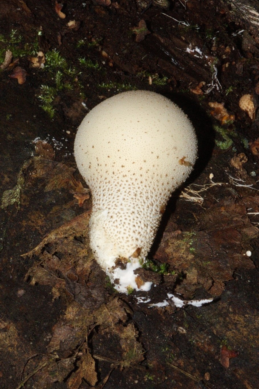 Гриб дождевик Жемчужина