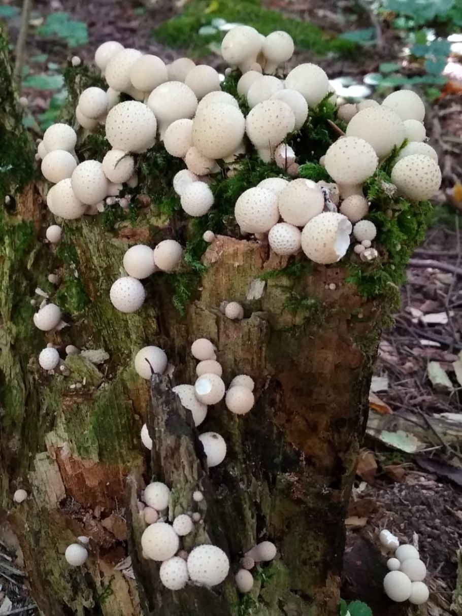 Дождевик грушевидный Lycoperdon pyriforme