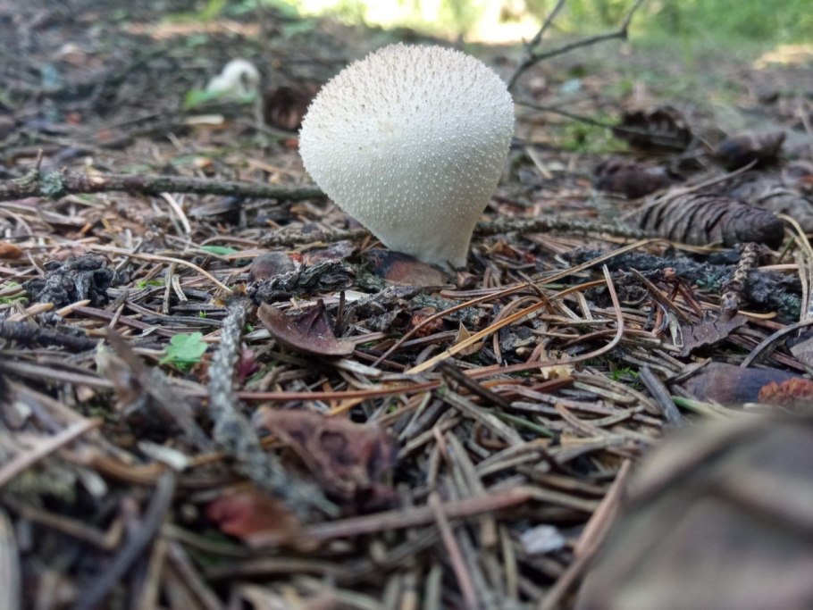 Lycoperdon saccatum