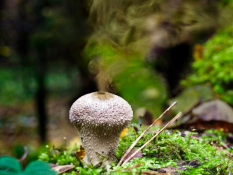 Дождевики / puffballs
