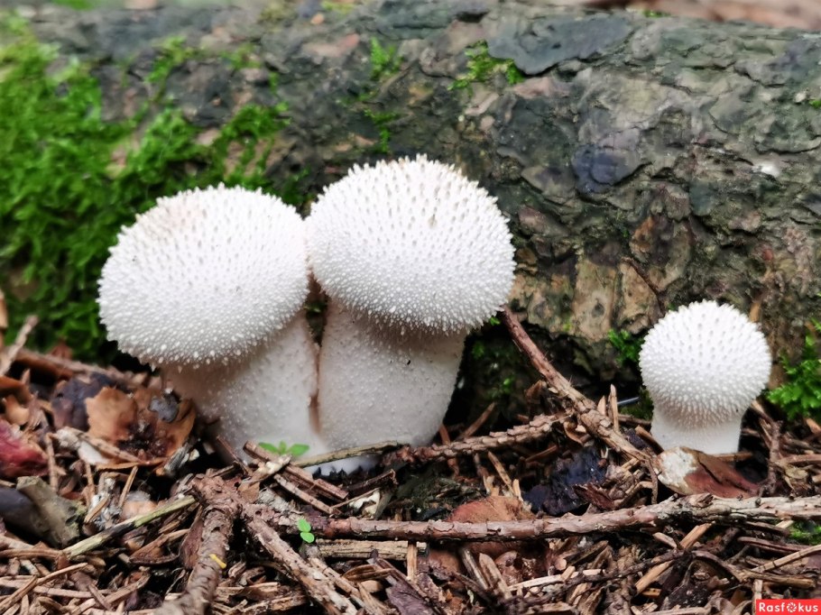 Дождевики на пне фото