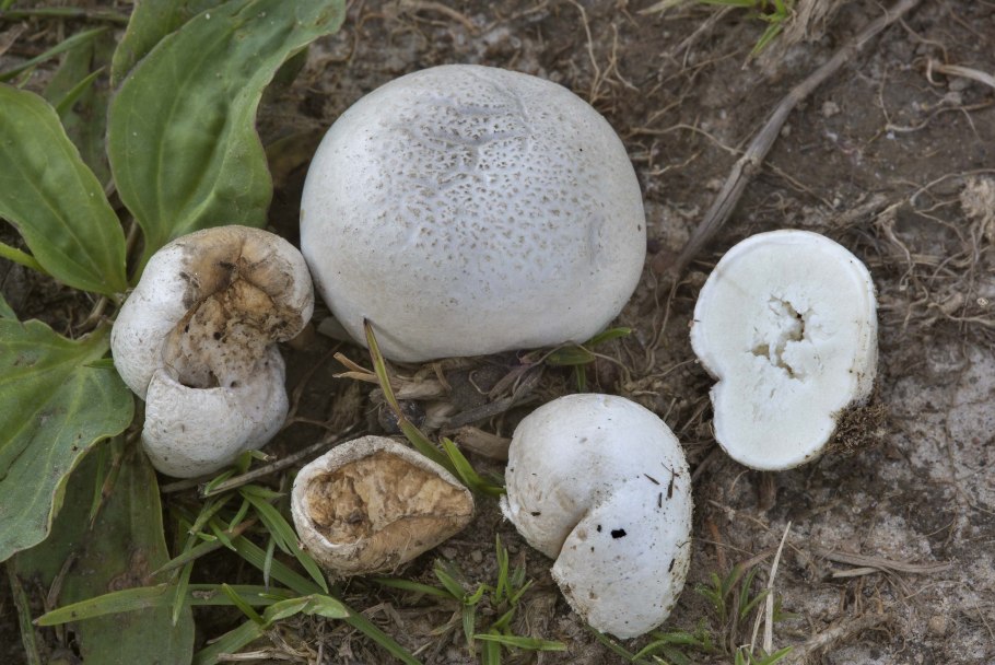 Дождевик Луговой