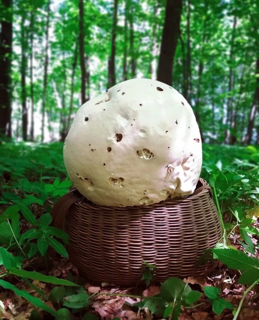 Грибы дождевик (Lycoperdon pyriforme)