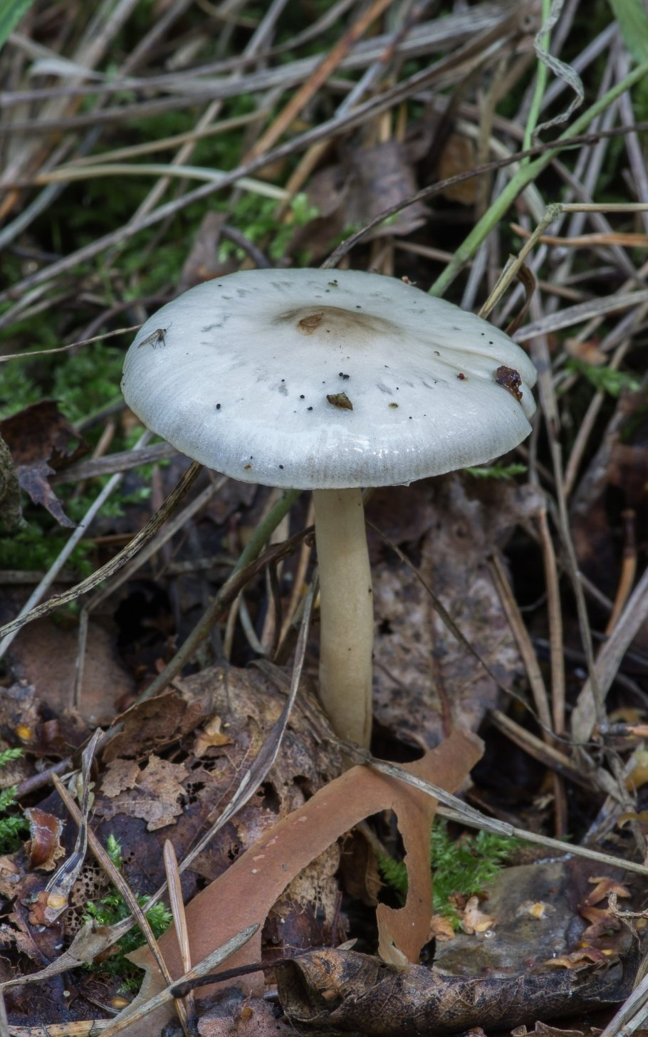 Гриб Лимацелла масленок