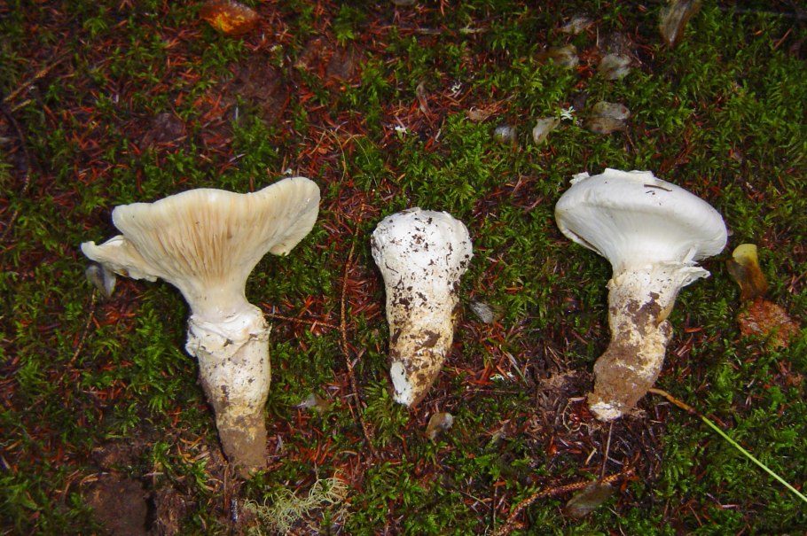 Подорешник Сахалинский гриб