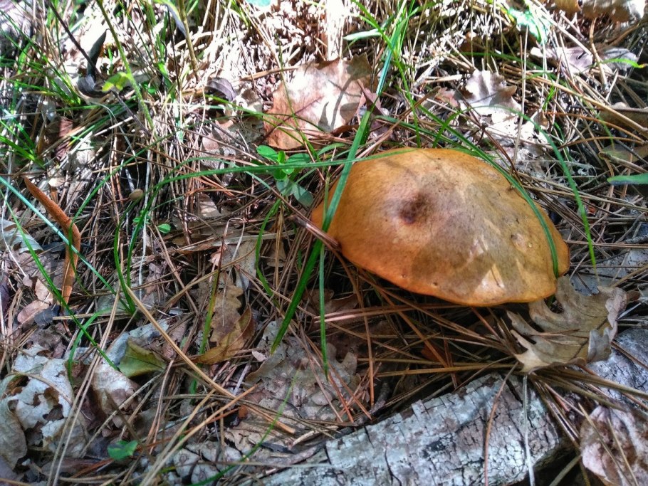 Грибы желтушки и белушки