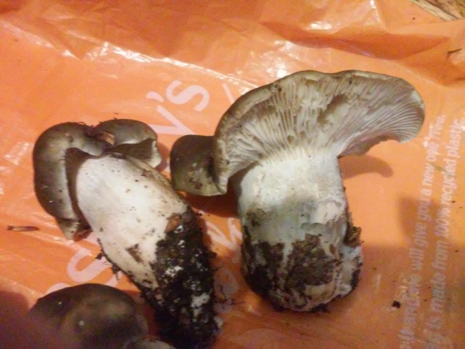 Белушка гриб фото