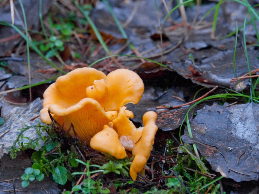 Лисичка желтая (Cantharellus cibarius)
