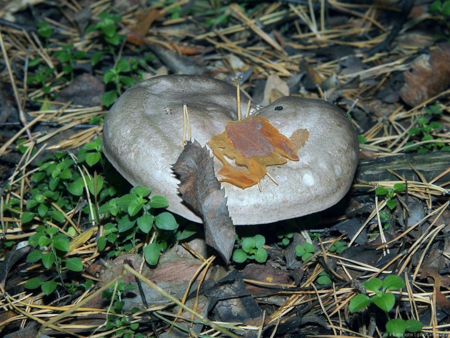 Съедобные грибы Алтайского края