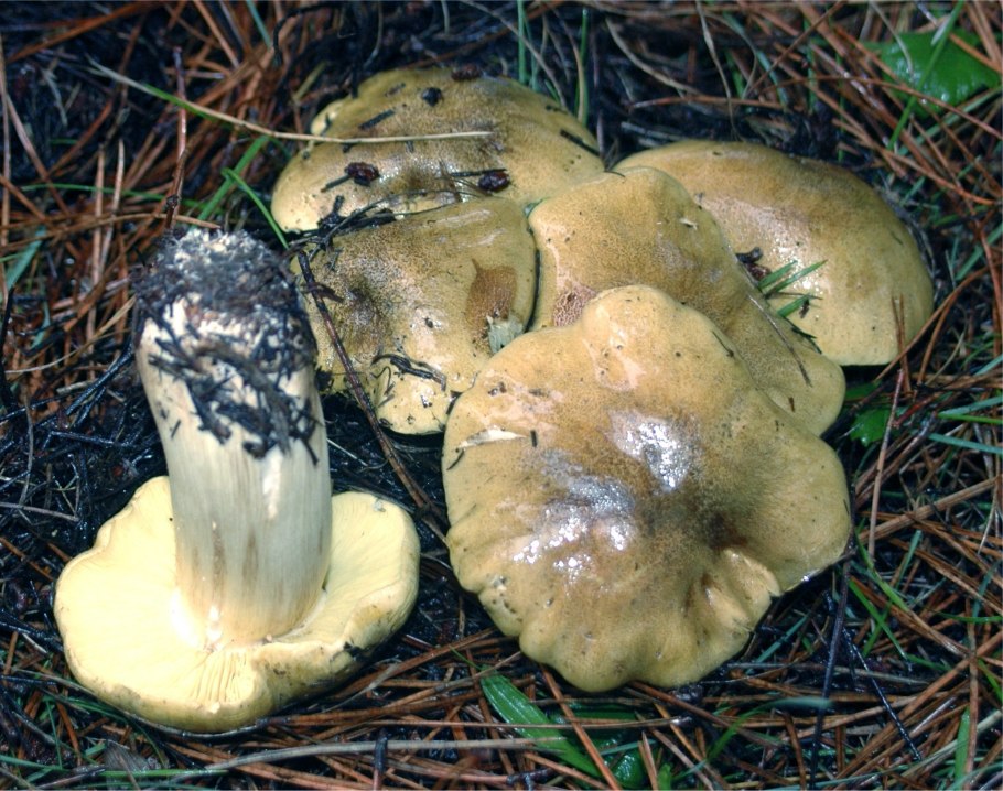 Зеленушка (Tricholoma equestre)