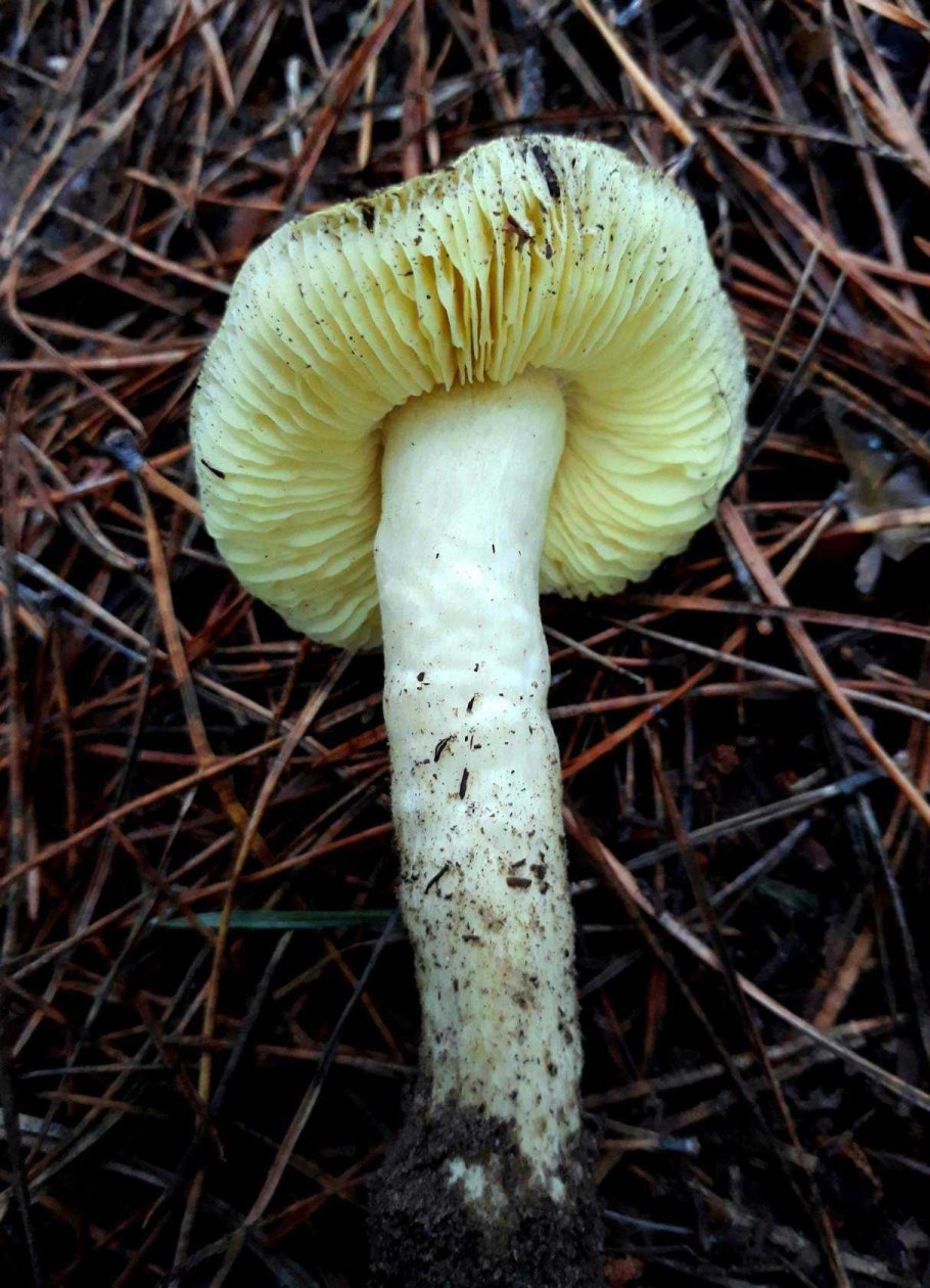 Желтый пластинчатый гриб с толстой ножкой