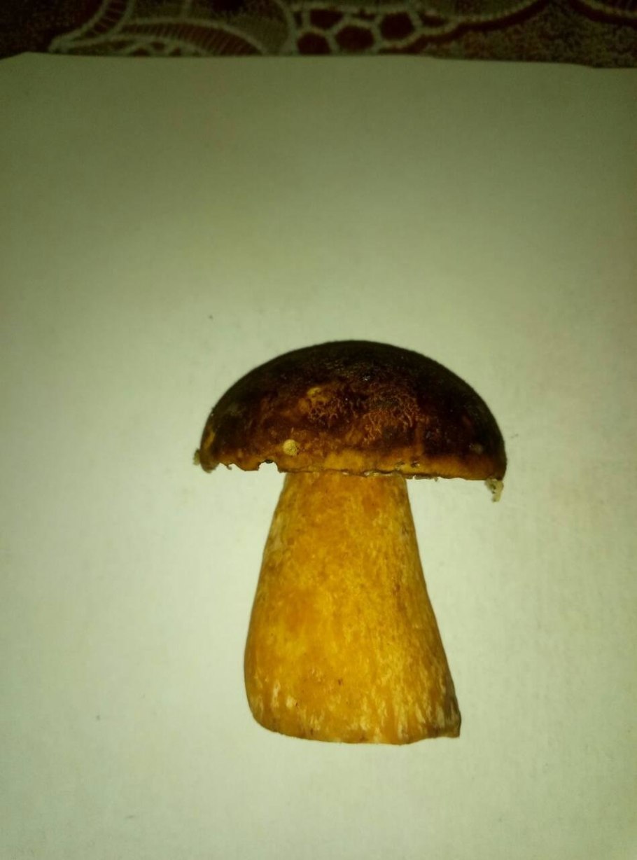 Боровик Фехтнера Boletus fechtneri