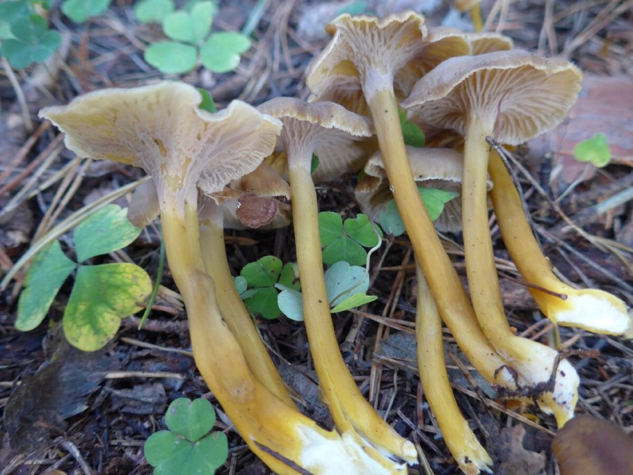 Вороночник трубковидный