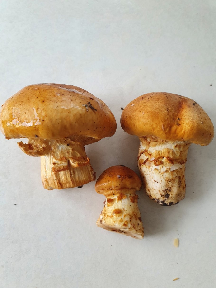 Маслёнок желто-бурый Suillus variegatus