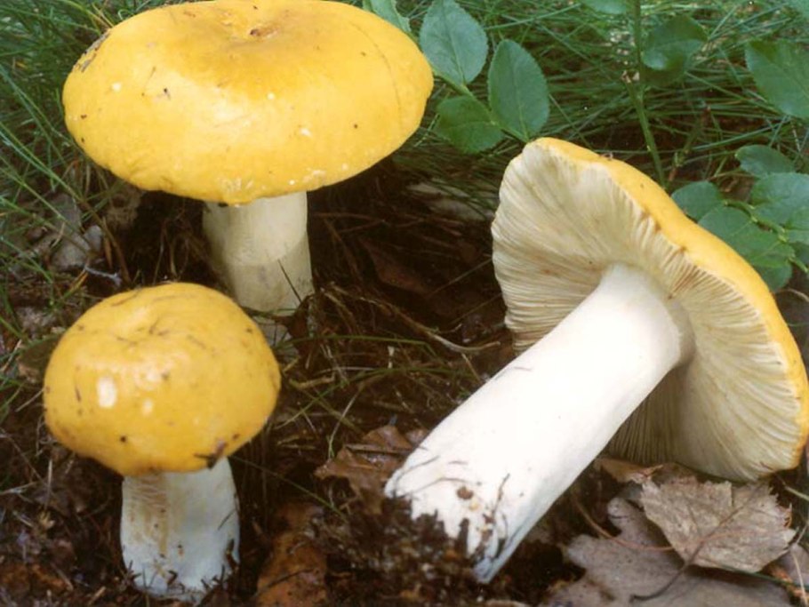 Russula claroflava