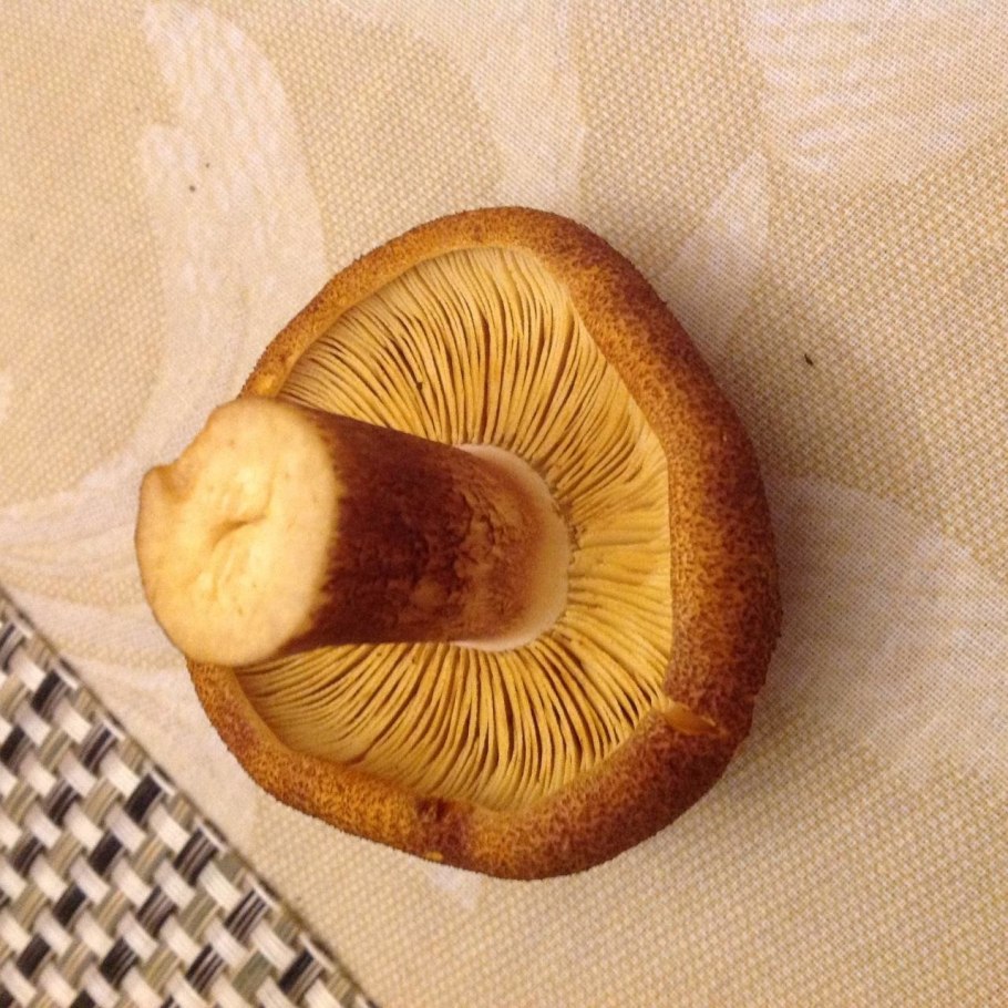 Чешуйчатка травяная Phaeolepiota Aurea