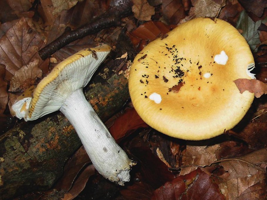 Грибы маслята