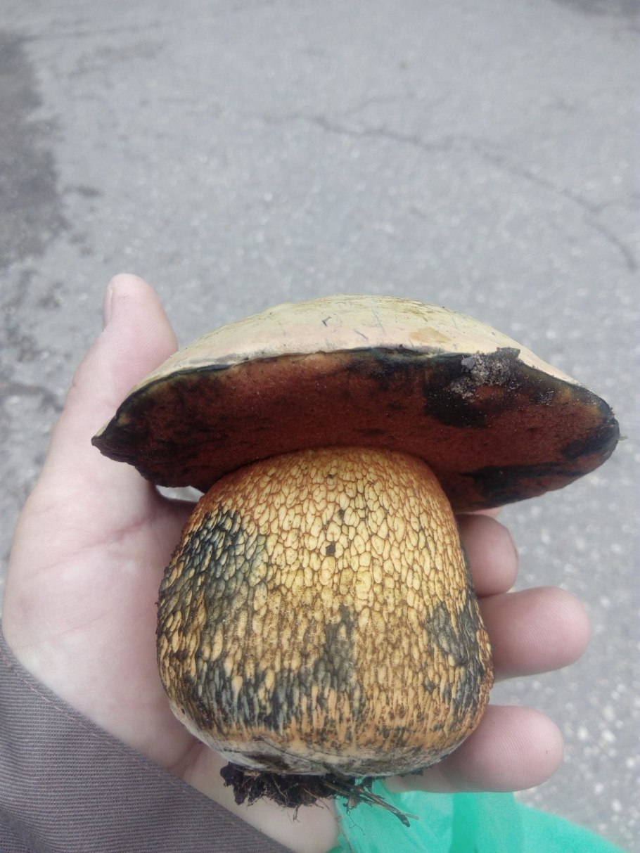 Гриб Дубовик обыкновенный