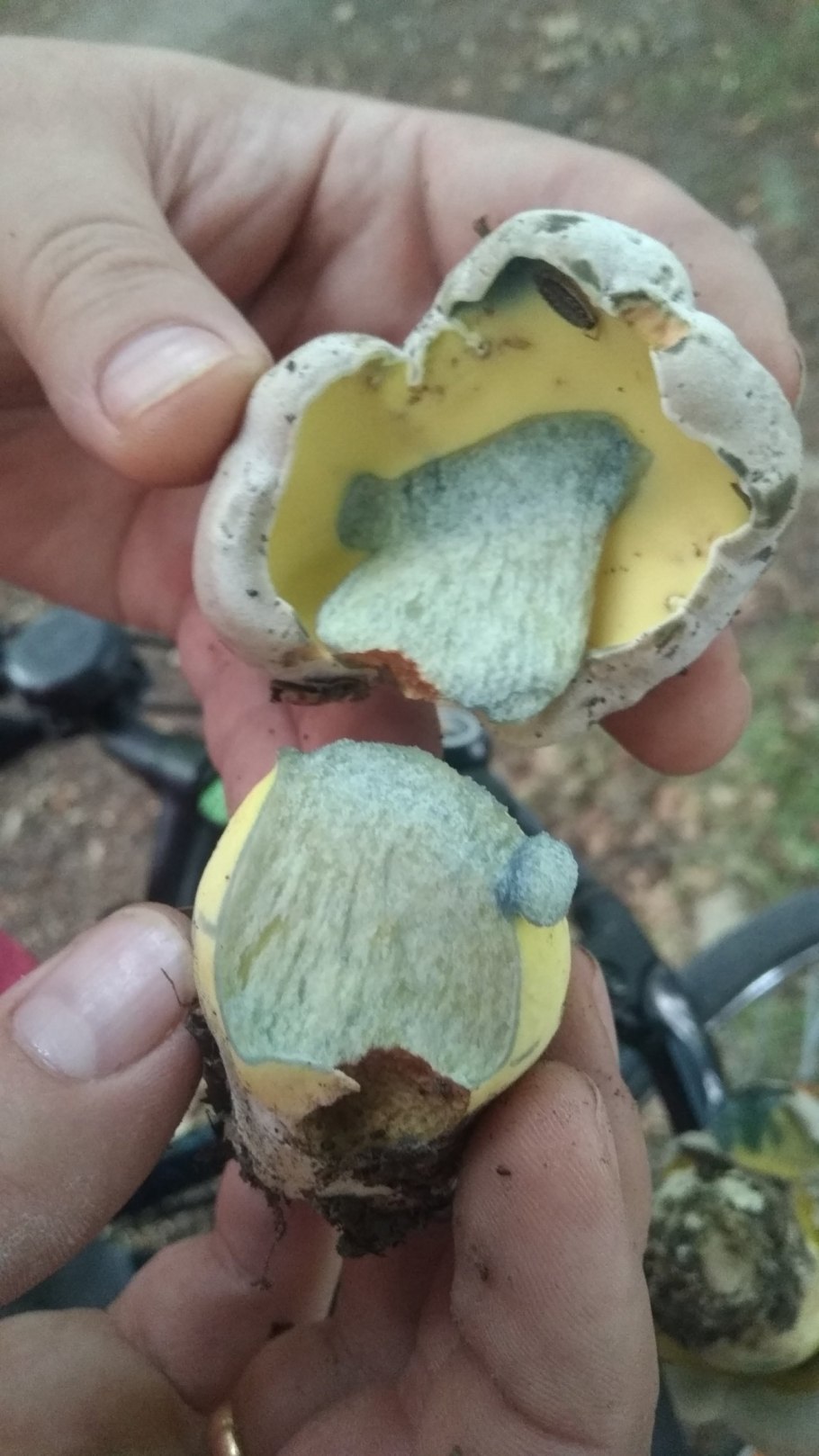 Гриб при срезе синеет