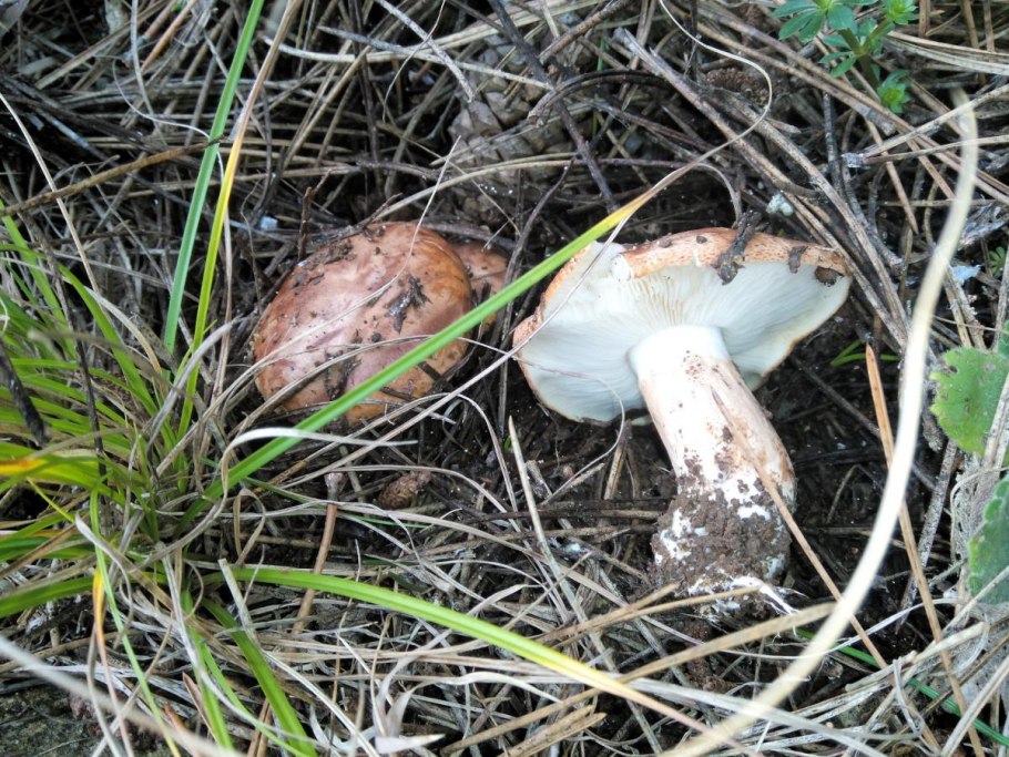 Кленовая рядовка