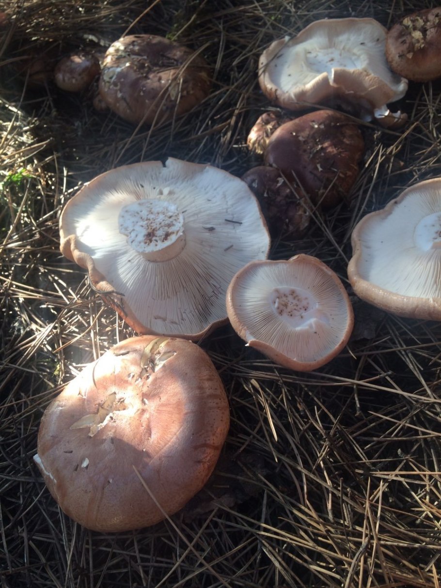 Рядовка погубленная Tricholoma pessundatum
