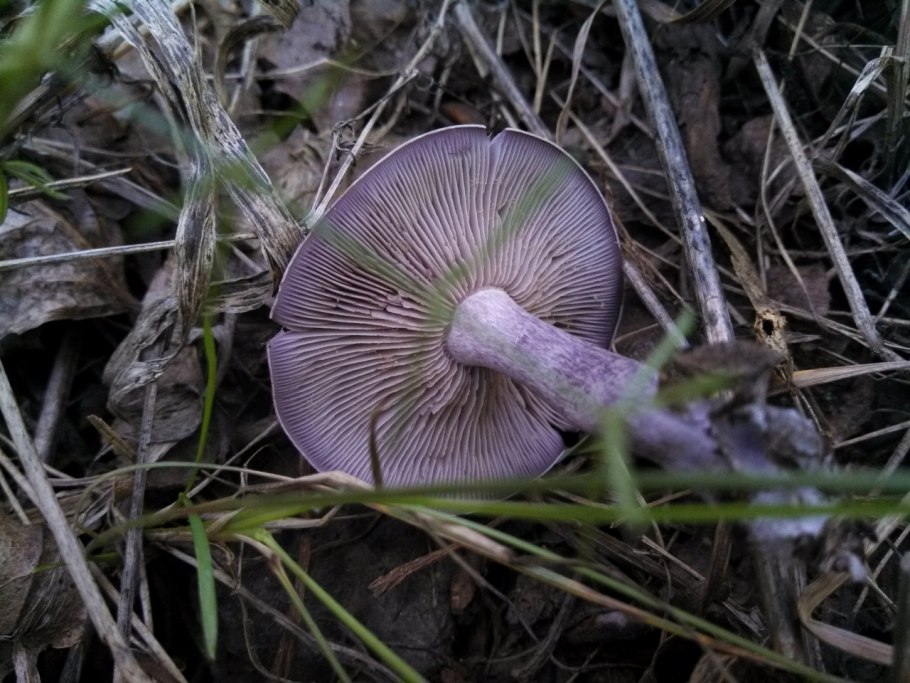 Рядовка сорная грязная Lepista sordida