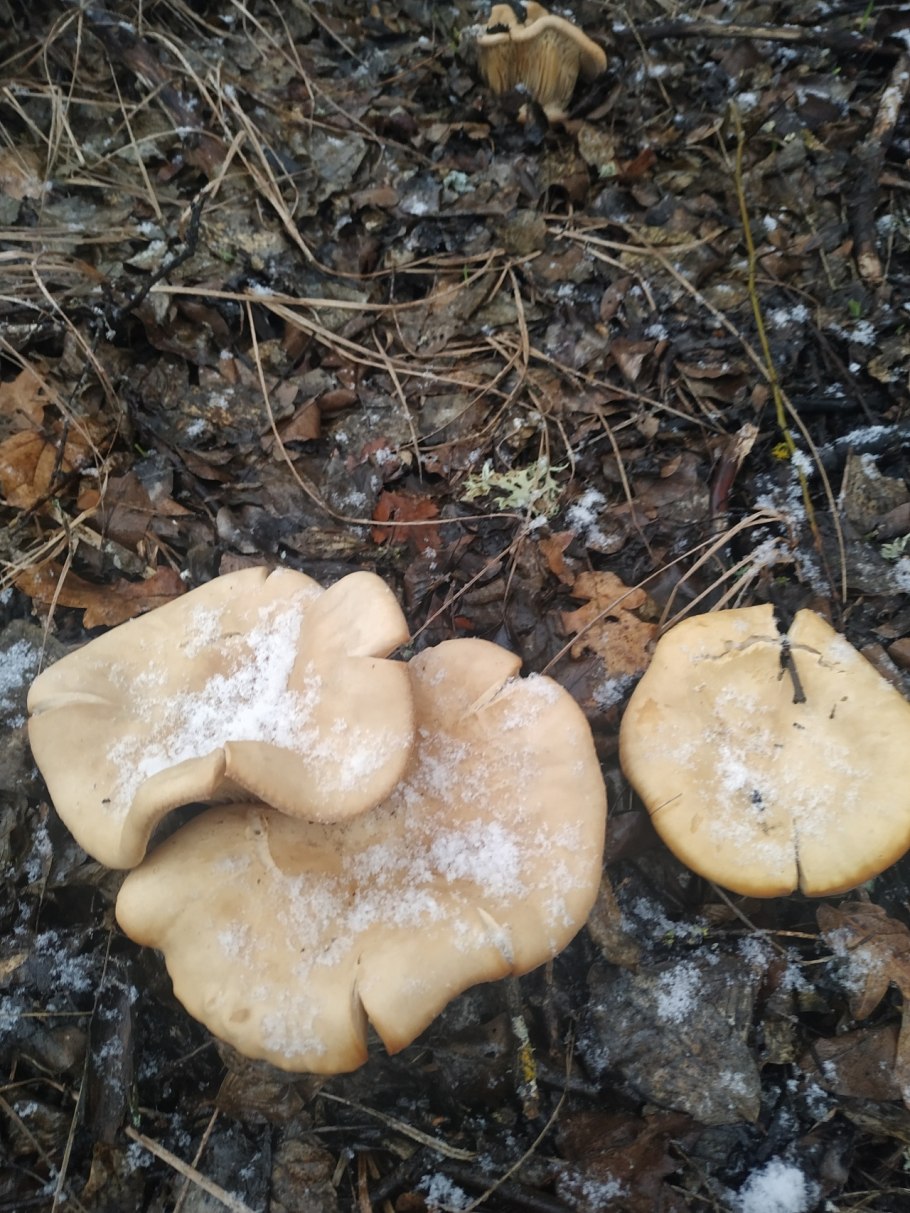 Tricholoma terreum