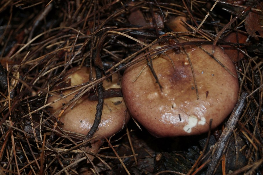 Гриб рядовка фиолетовая