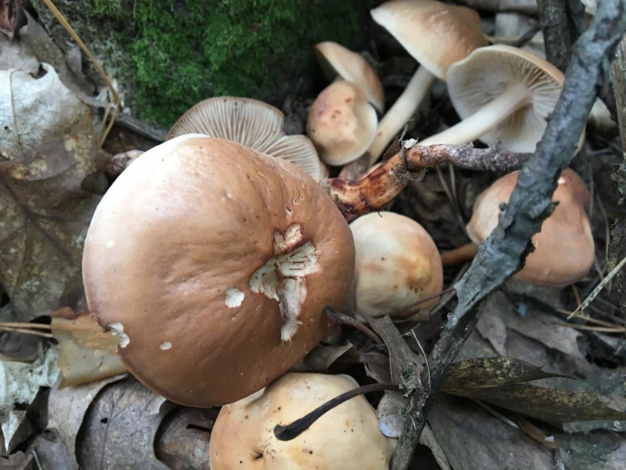 Гриб: лиофиллум скученный