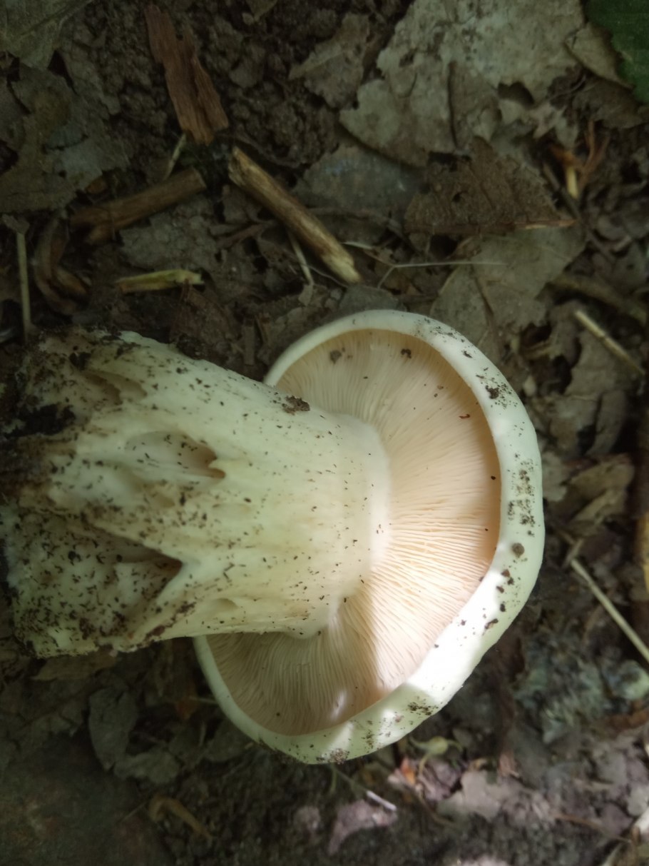 Рядовка пятнистая (Tricholoma pessundatum)