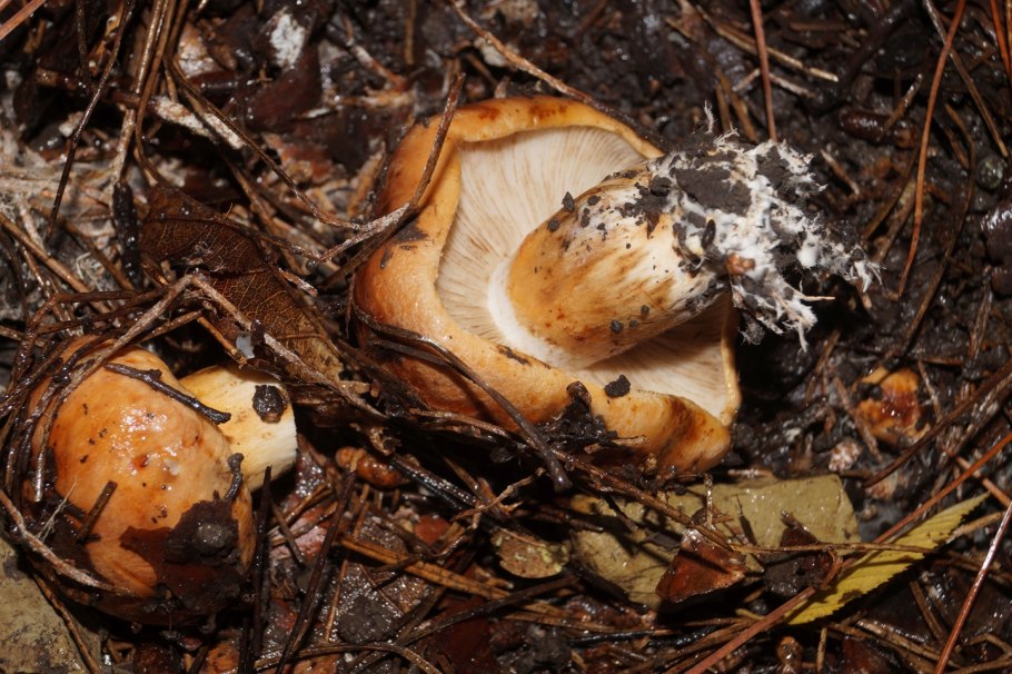 Грибы Крыма опята степные