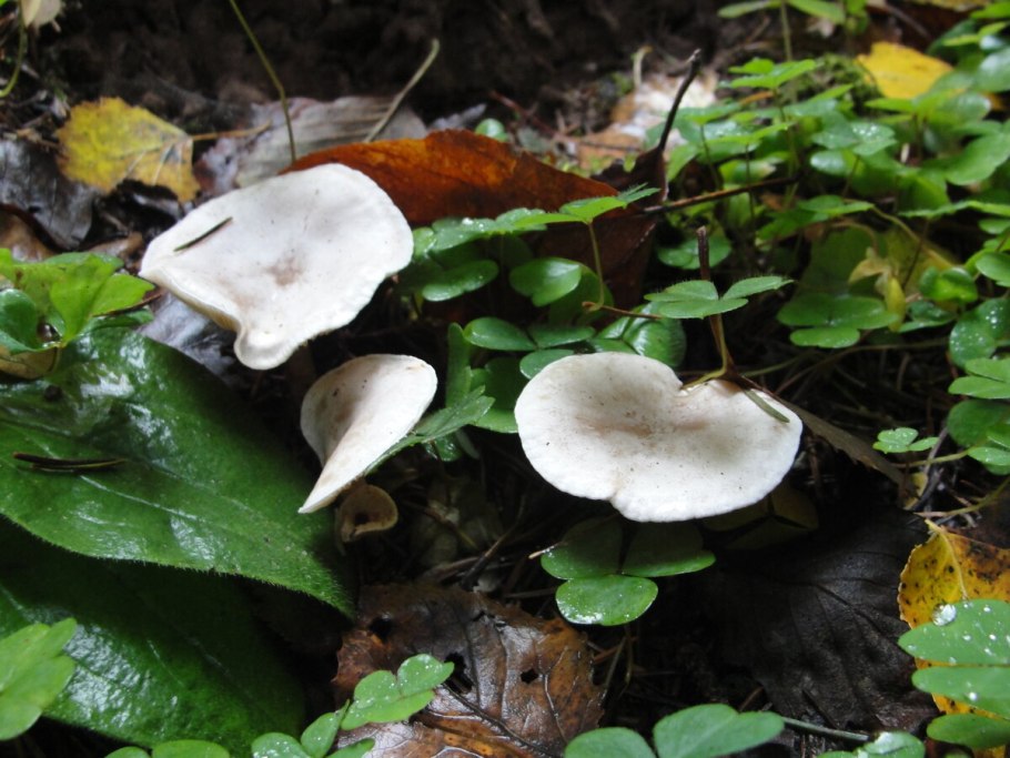 Tricholoma terreum