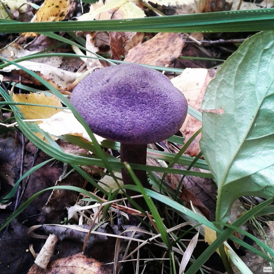 Гриб паутинник сиреневый