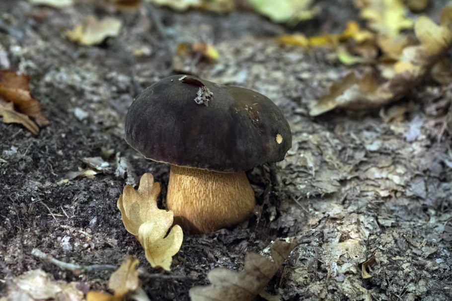 Рядовка липиста леписта фиолетовая