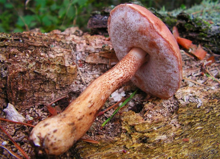 Желчный гриб горчак