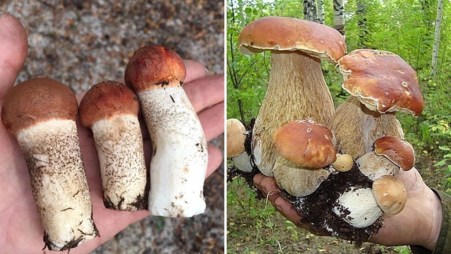 Ложный Боровик белый гриб