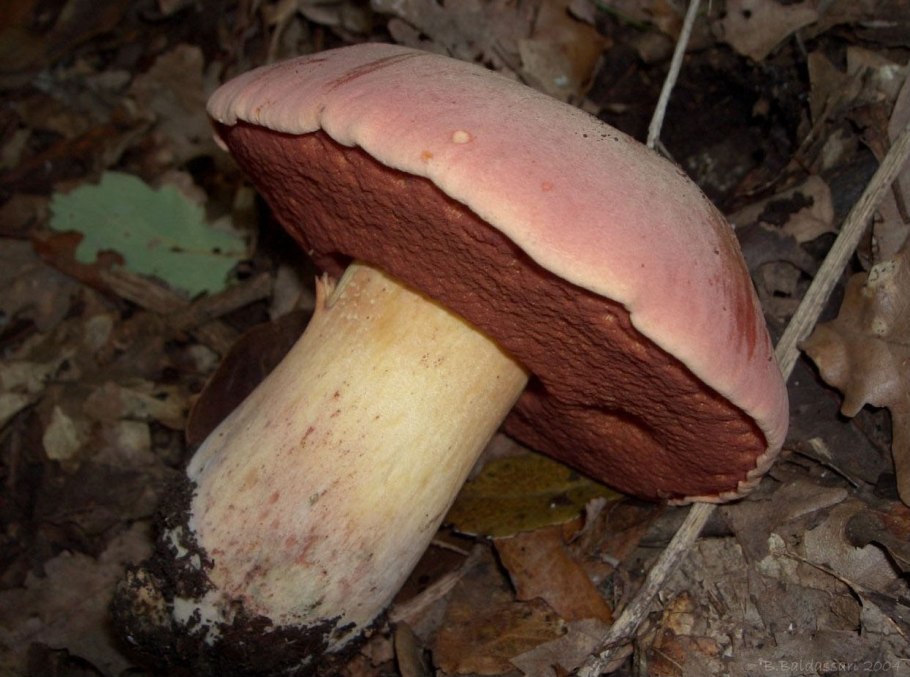 Боровик Волчий Boletus Lupinus