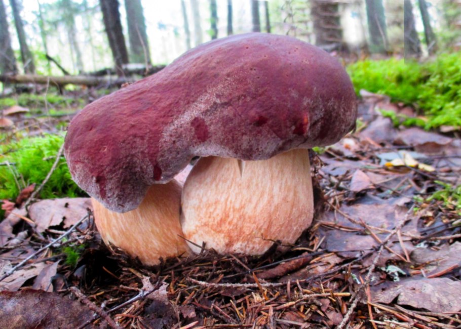 Боровик гриб ложный