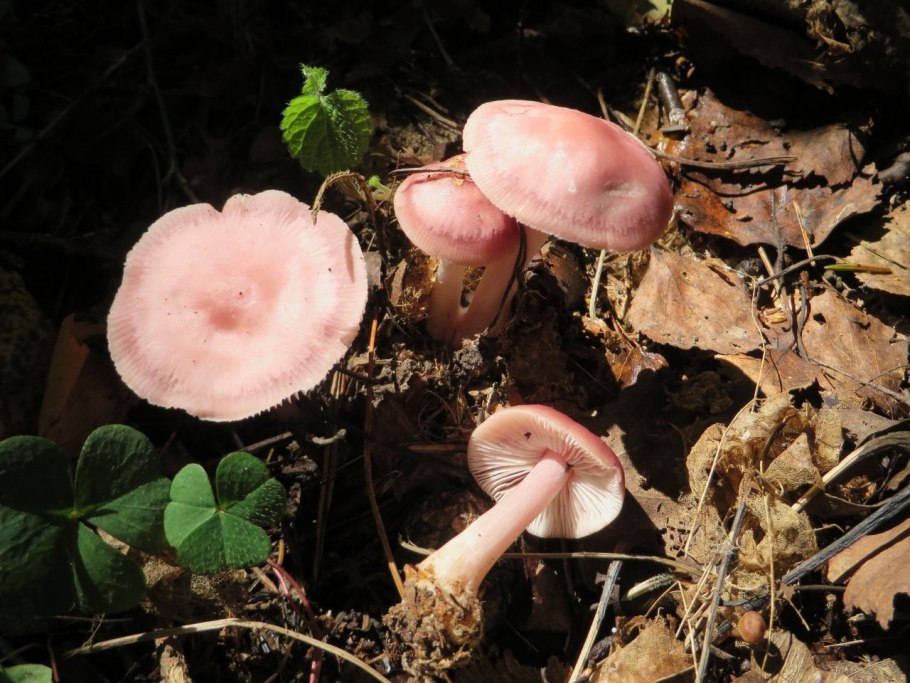 Мицена розовая Mycena rosea