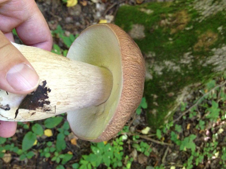 Боровик гименофор