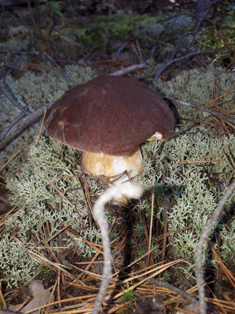 Ложный Боровик белый гриб