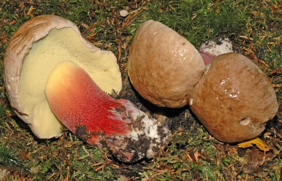 Боровик несъедобный Boletus calopus