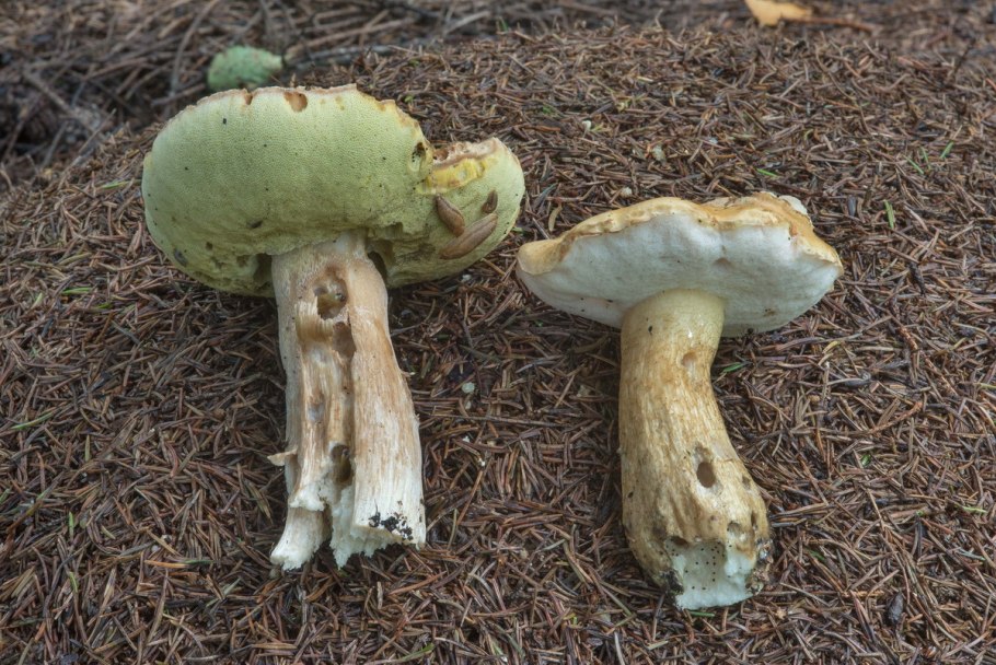 Желчный гриб розовеет