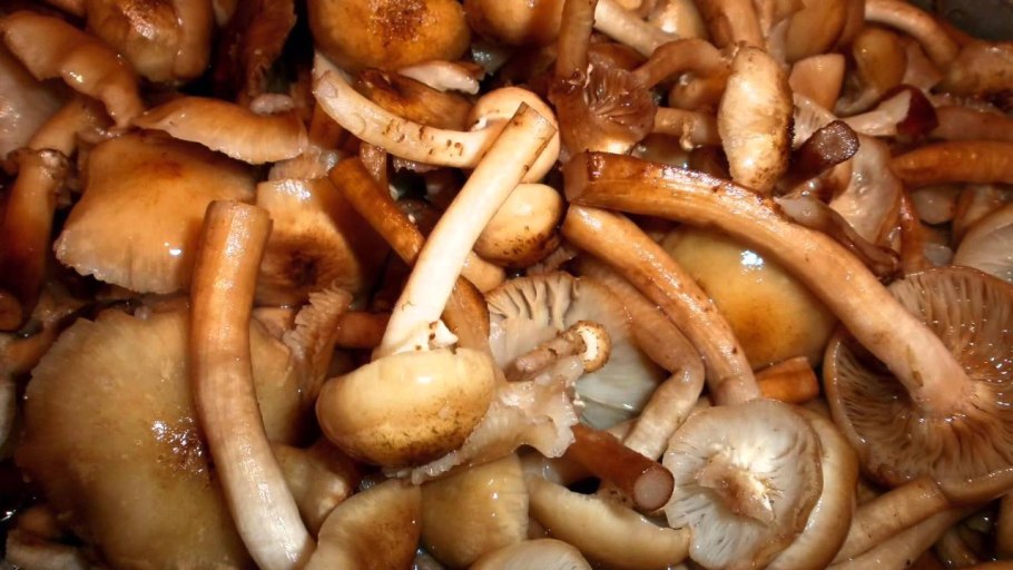 Вареные опята