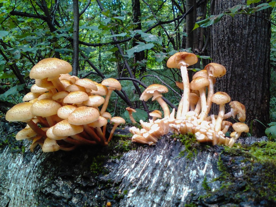 Опята Кемерово