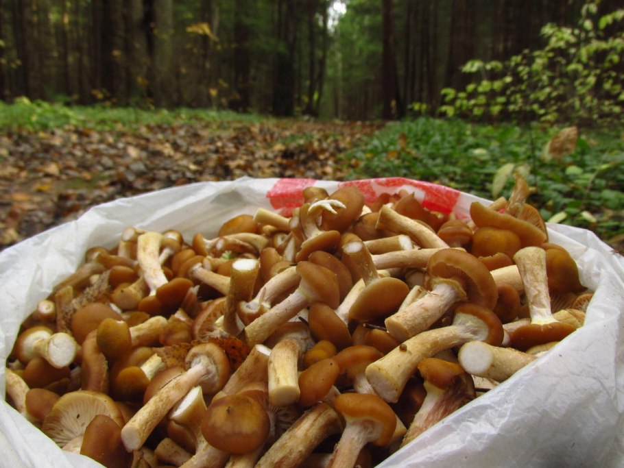 Рядовка грибы опята